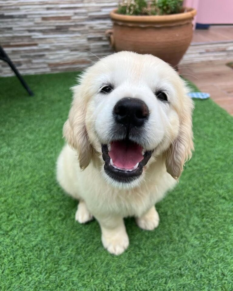 Daisy, a 10-week-old female Golden Retriever puppy